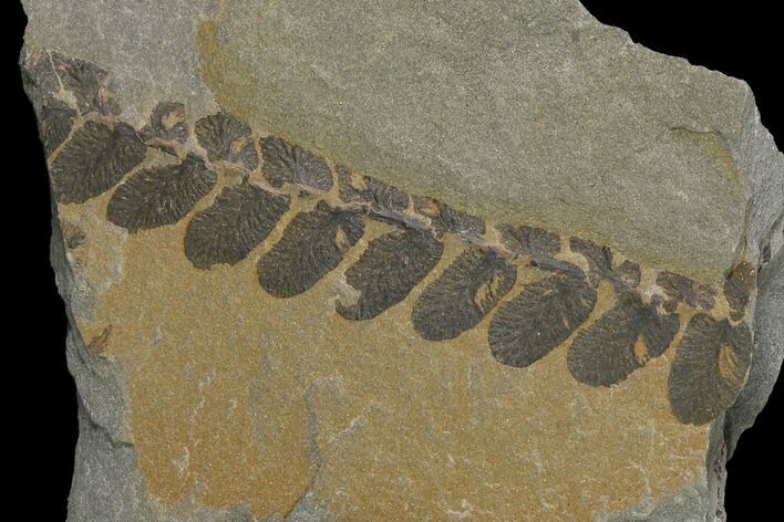 Pennsylvanian Fossil Fern (Neuropteris) Plate - Kentucky #137719